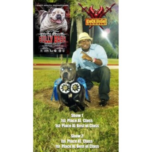 American Pit Bull Terrier Breeder 22479