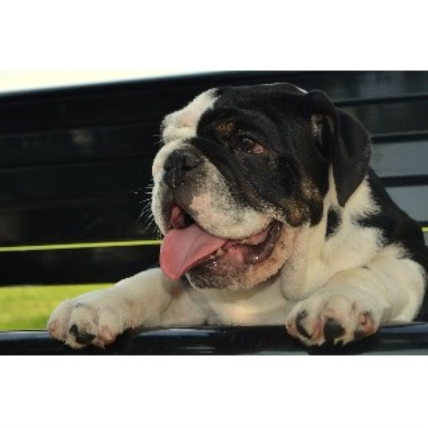 Inland Empire Bulldogs English Bulldog Stud In Fontana
