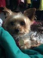 Denise Everett - Yorkshire Terrier Stud