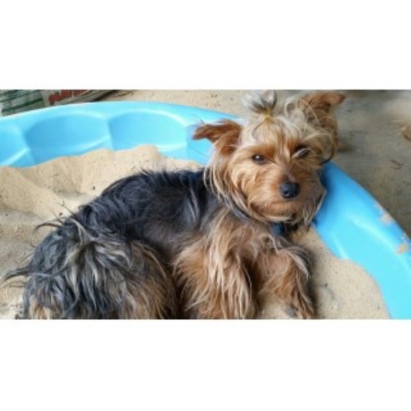 Yorkshire Terrier Breeder 23677