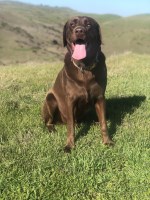 Richard Guerrero - Labrador Retriever Stud