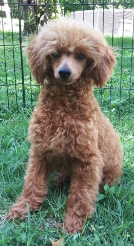 Pinnacle Poodes & Doodles