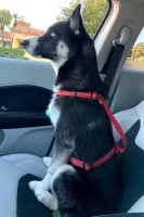 Jp Alvarez - Siberian Husky Stud