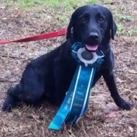 Crumpler Kennels Labrador Retriever breeder