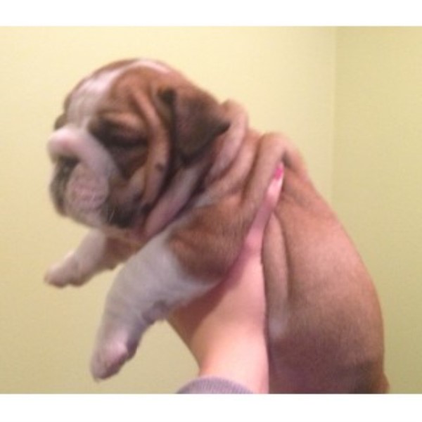 English Bulldog Breeder 21736