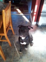 Brittany L Horn - American Pit Bull Terrier Stud