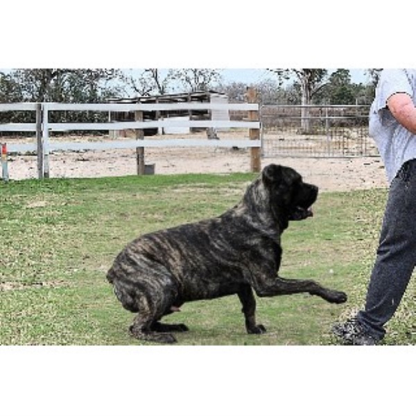 Guard Dogs For Sale In Texas Guard Dogs For Sale In Texas