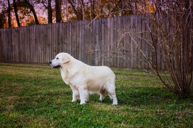 Faded Ash Golden Retrievers