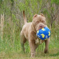 Sarah Perez - American Pit Bull Terrier Stud