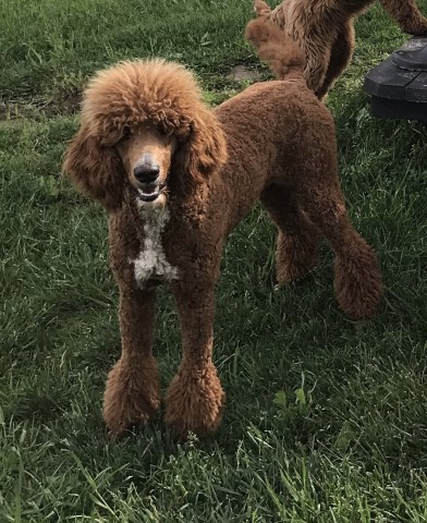 Poodle Standard Stud 29050