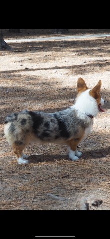 Pembroke Welsh Corgi Stud 30710