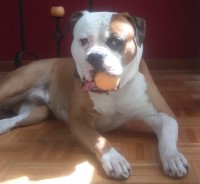 Melinda Marbrey - American Bulldog Stud