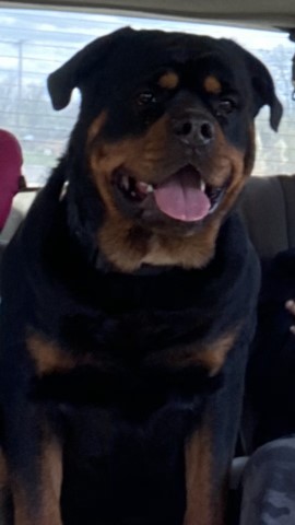 Rottweiler Stud 29157