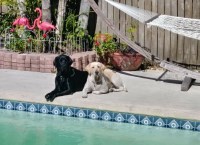 Leeann Presson - Labrador Retriever Stud