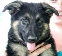 Gold  Puppies  Home German Shepherd Dog breeder