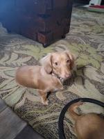 Machiavelli - Dachshund Stud