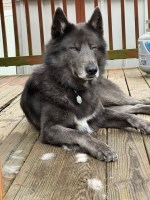 Jordan - German Shepherd Dog Stud