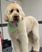 Morgan Cox - Goldendoodle Stud