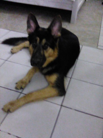 German Shepherd Dog Stud 29723