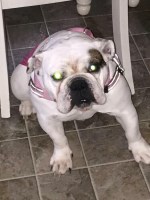 Goodness Gracious Great Balls Of Fur English Bulldog breeder