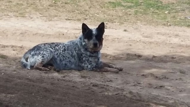 R n B Cattle Dogs