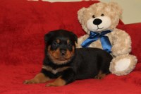 Liya - Rottweiler Breeder Rottweiler breeder
