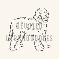 Devoted Labradoodles Labradoodle breeder