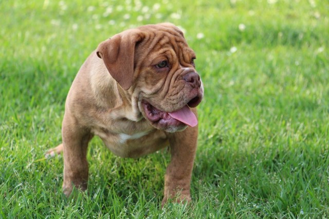 English Bulldog Breeder 20410