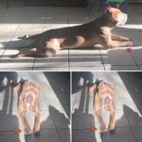 Melissa Morales - American Pit Bull Terrier Stud