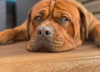 Dogue De Bordeaux thumbnail