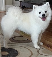 American Eskimo Dog thumbnail