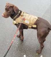 Brian Rogers - Labrador Retriever Stud