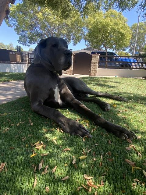 Great Dane Stud 30394