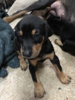 Cell Doberman Pinscher breeder