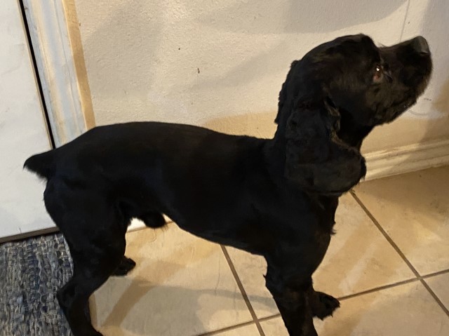 American Cocker Spaniel Stud 28582