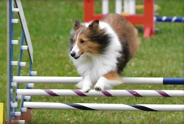 StoneyAcre Shetland Sheepdogs