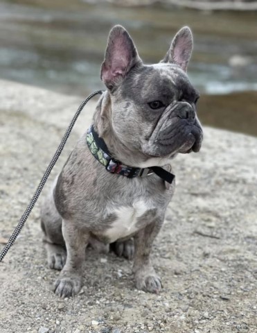 French Bulldog Stud 30233