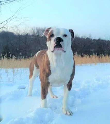 F. F. Fox'SFarm of ALAPAHA BLUE BLOOD BULLDOGS