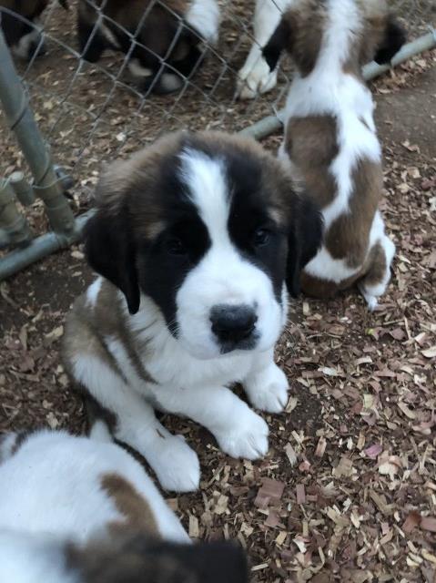 So Sweet Saint Bernards