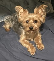 JOHNNY MARTINEZ - Yorkshire Terrier Stud
