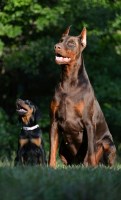 Von Hohenhalla Dobermans Doberman Pinscher breeder