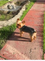 Elessia White - Yorkshire Terrier Stud