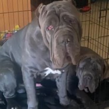 Hardline Mastiffs