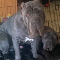 Hardline Mastiffs