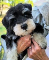 Elite Schnauzers Miniature Schnauzer breeder