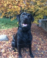 Justin Murnin - Labrador Retriever Stud