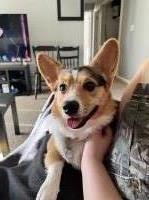 Morgan Smith - Pembroke Welsh Corgi Stud
