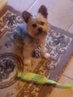 Carey Cox - Yorkshire Terrier Stud