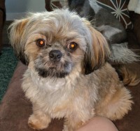 Leslie Barker - Shih Tzu Stud