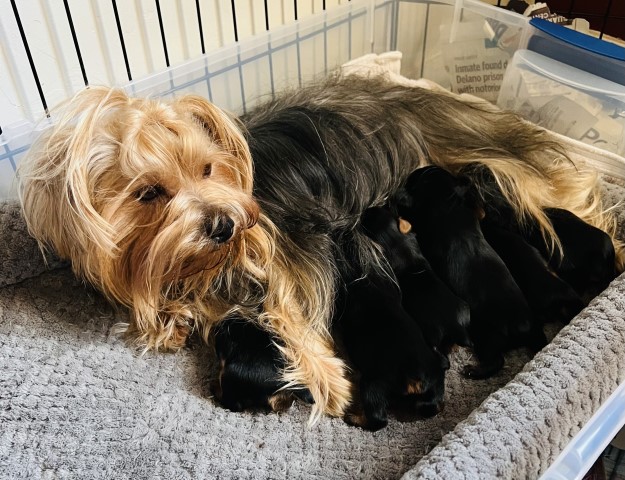 Yorkshire Terrier Breeder 31080